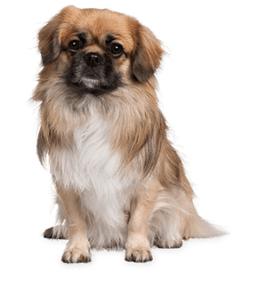 pet sitting cute dog