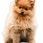 Home dog about