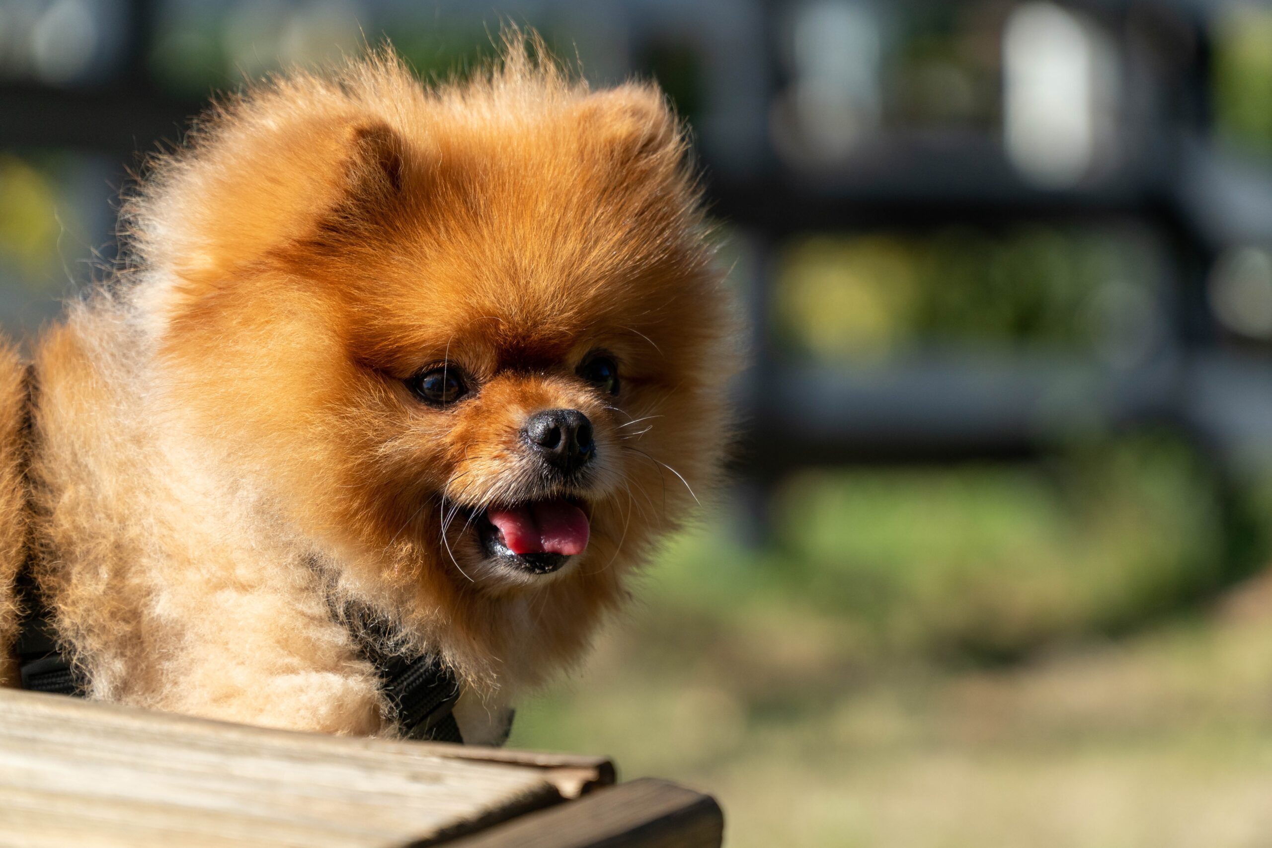 karentappenden pomeranian dog 4699728