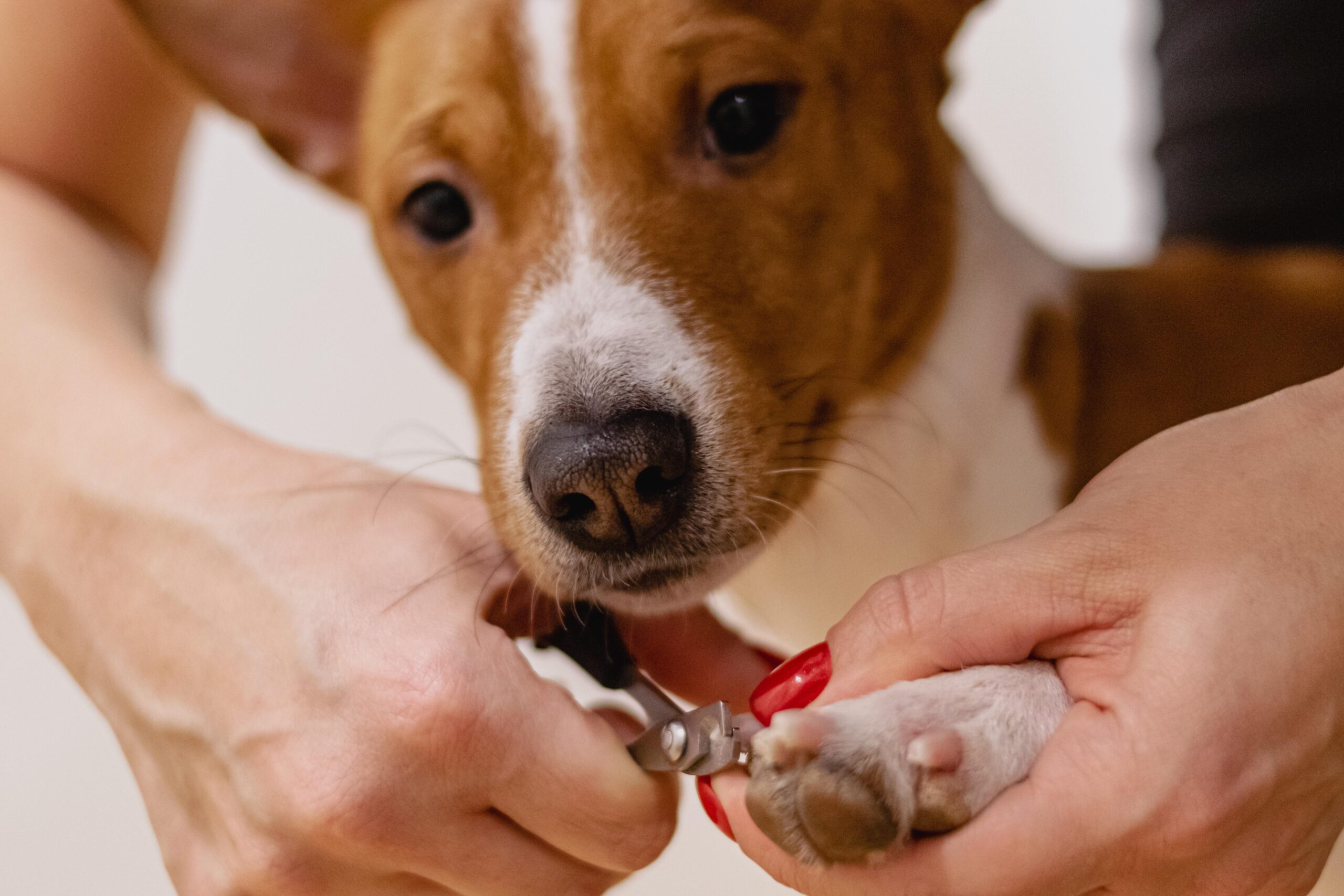 alektas nail clipping 6926857 scaled.jpg
