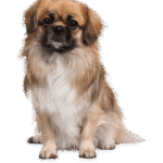 Home cute dog free img.png