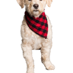 Home doggy.png